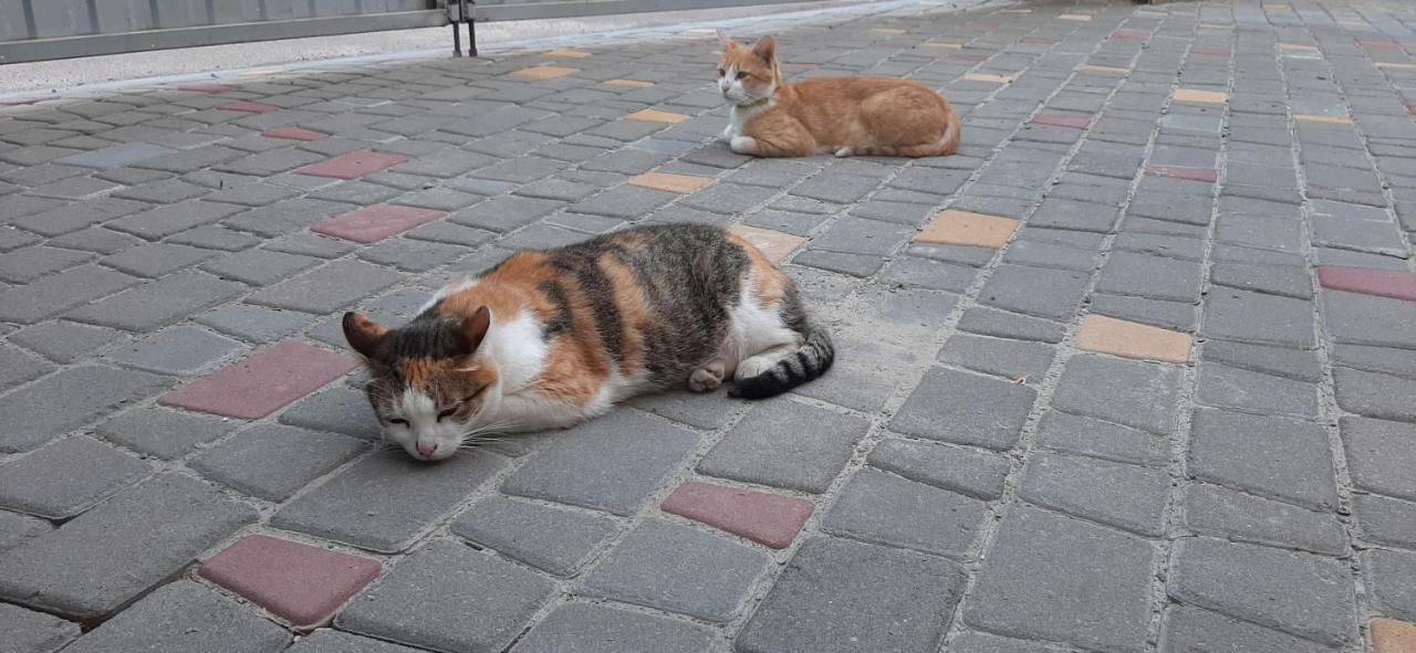 Звёздный Ξενοδοχείο Οδησσός Εξωτερικό φωτογραφία